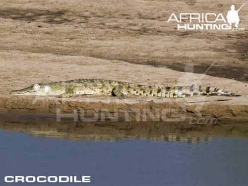 crocodile1