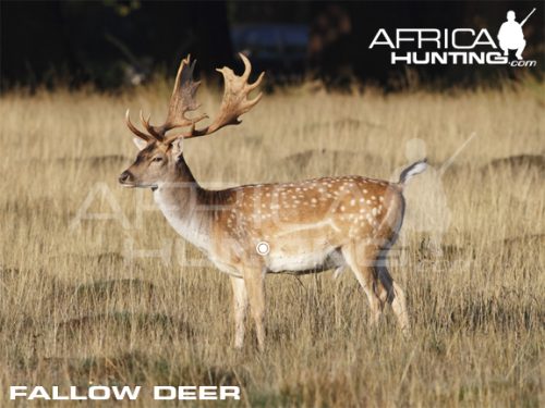 fallowdeer1