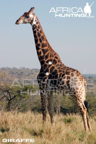 giraffe1
