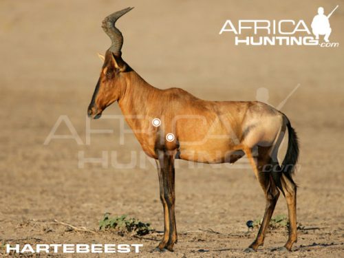 hartebeest1