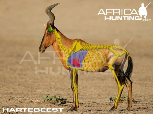 hartebeest2