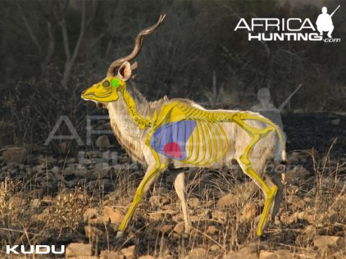 kudu2