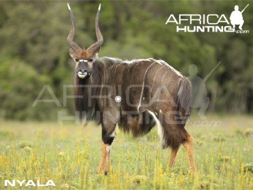 nyala1
