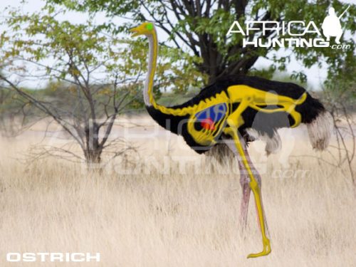 ostrich2