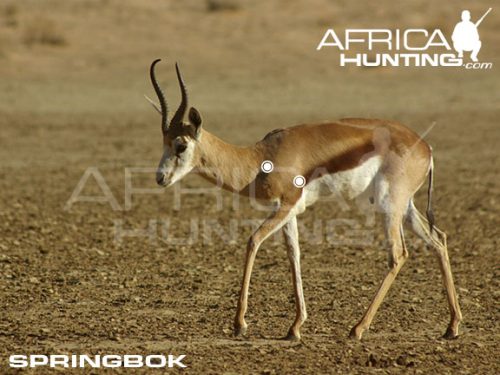 springbuck1