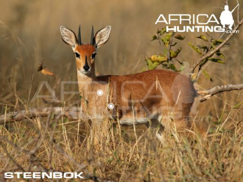 steenbuck1