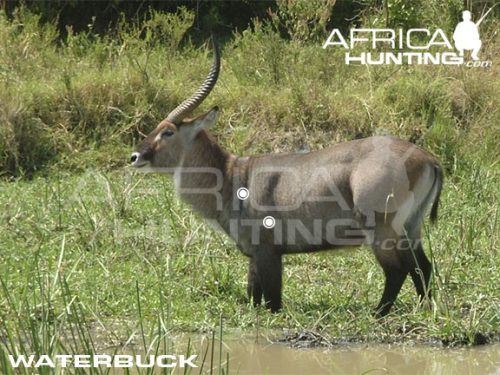 waterbuck1