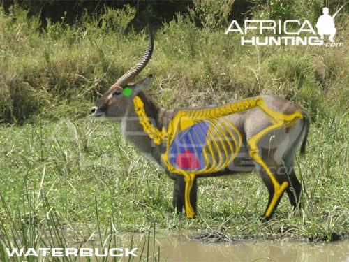 waterbuck2