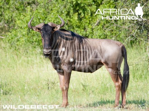 wildebeest1